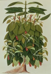 Lava Etam o Pimienta Negra, de Dibujos de Plantas de Malaca, c.1805-18